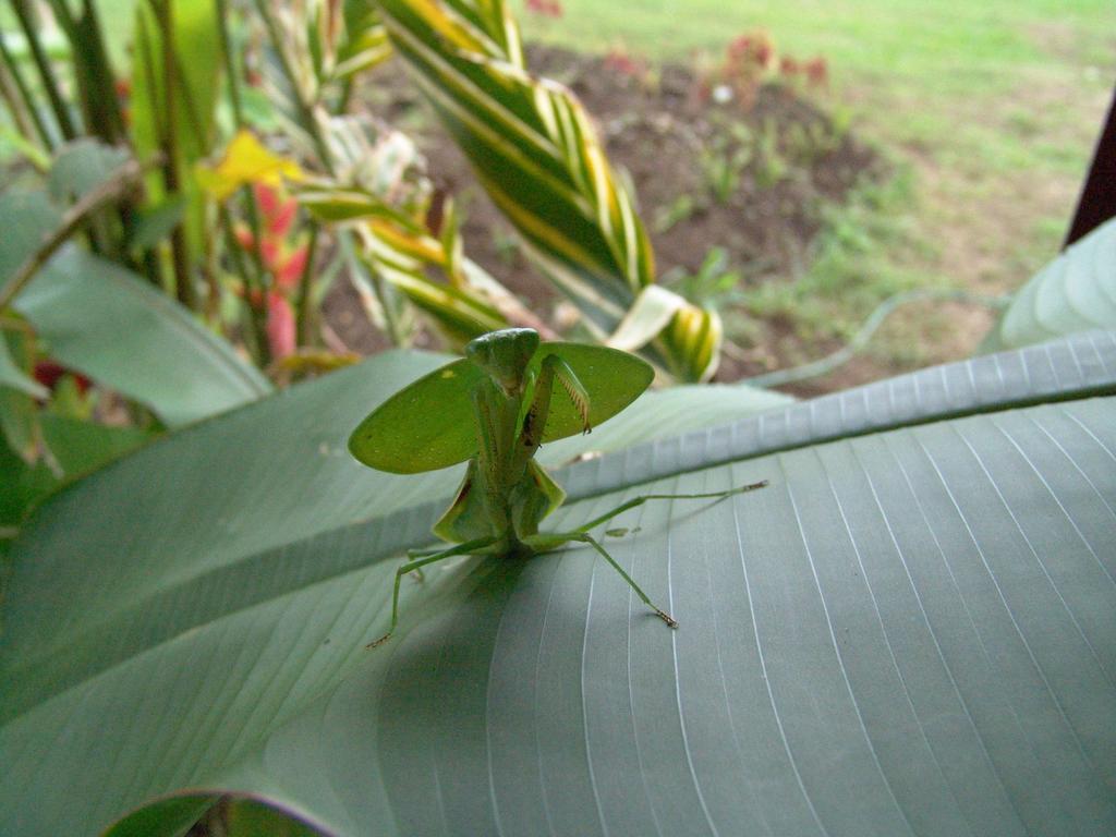 Hotel Befox Adventure La Fortuna Exterior foto